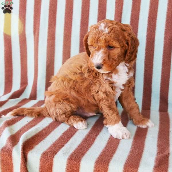 Andy, Mini Goldendoodle Puppy